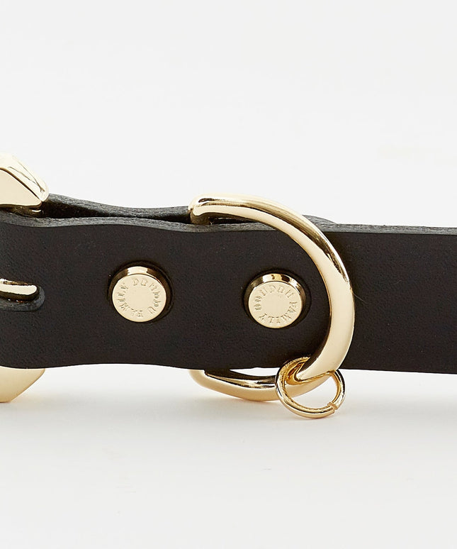 Golden Spike Black Collar