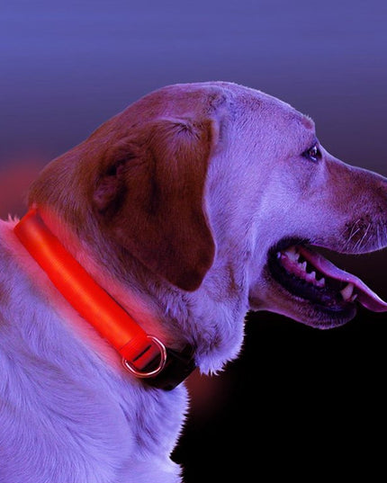 LED Light Up Dog Collar