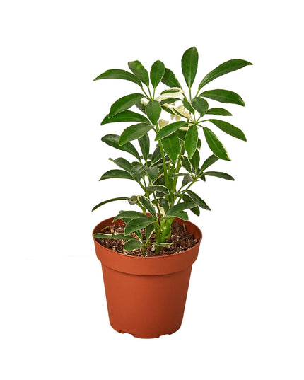 Schefflera Moonlight 'Umbrella Plant'