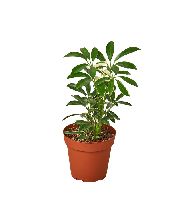 Schefflera Moonlight 'Umbrella Plant'