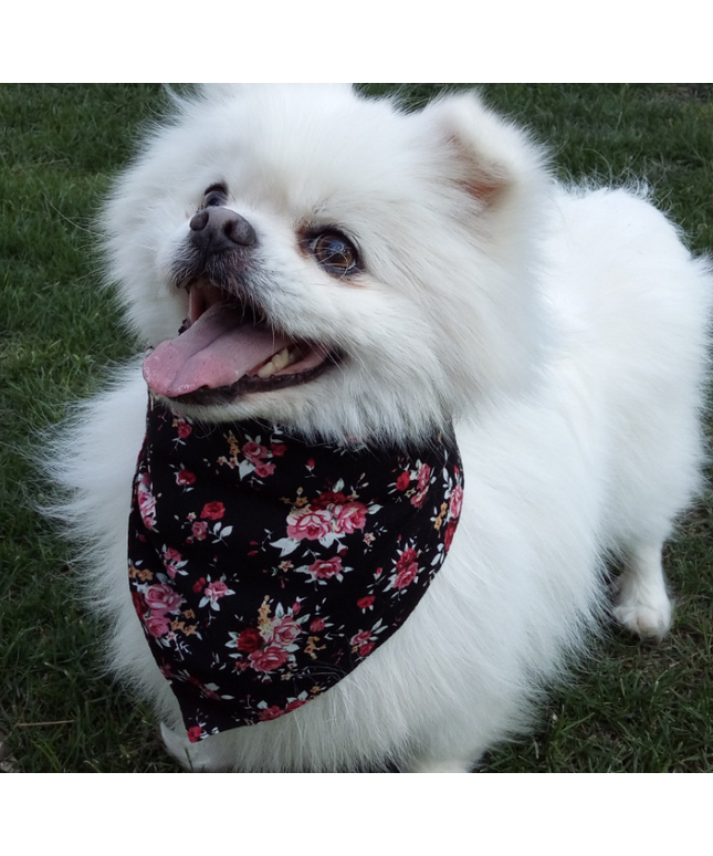 Adjustable Triangle Bandana
