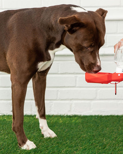 Water Bottle