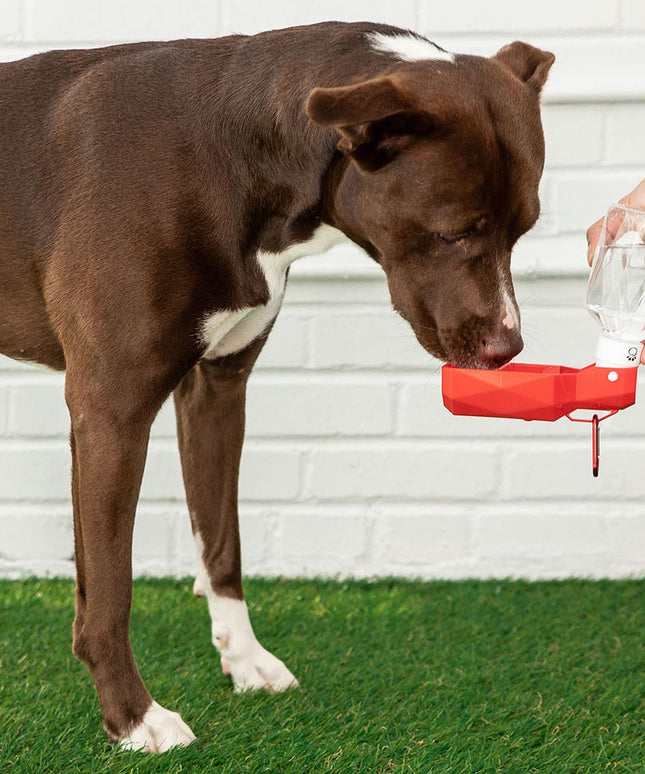 Water Bottle