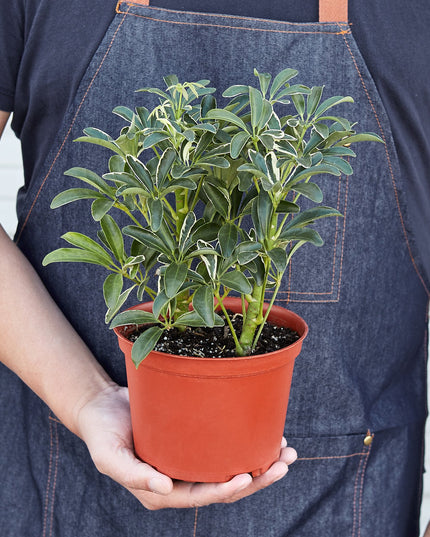 Schefflera Moonlight 'Umbrella Plant'