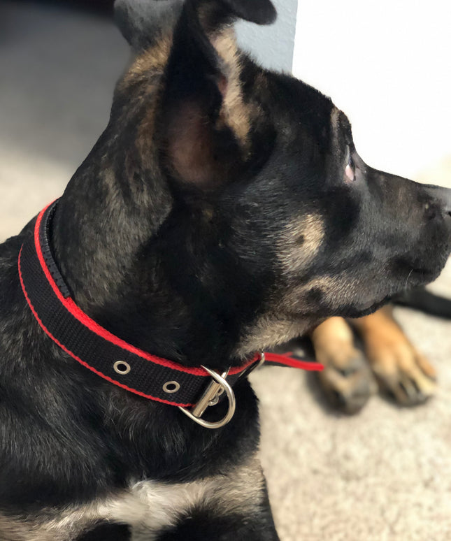 Durable Dog Collar - Red/Black