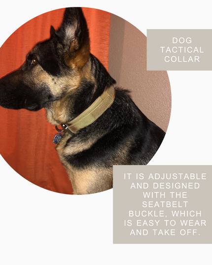 Fast Shipping Durable Military Tactical Dog Collar