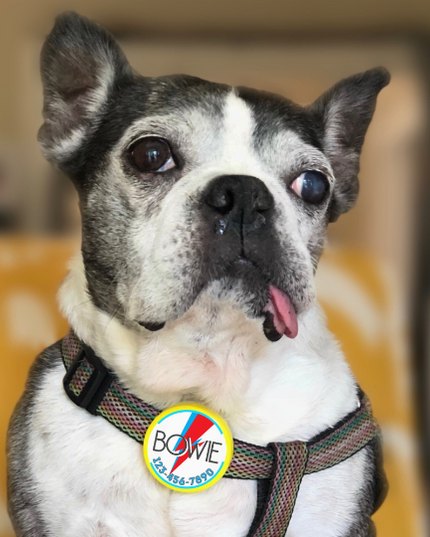 Bowie Ziggy Stardust Tag- Silent, Eco-Friendly, Ringless ID Tag